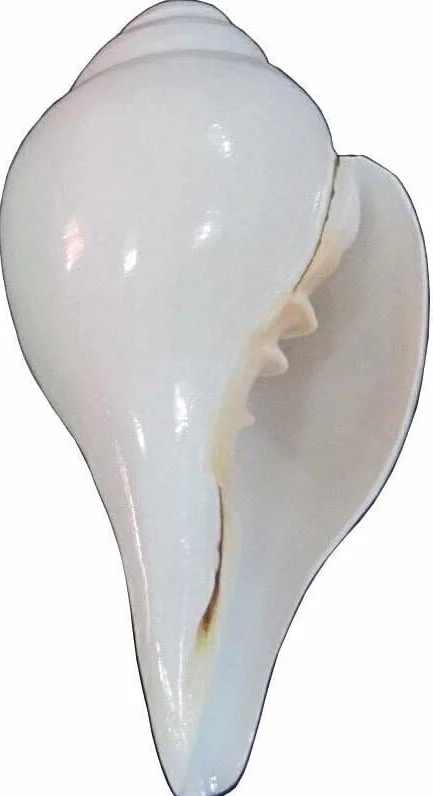 Conque Soufflante Religieuse 7,6 cm Temple Havan Pooja