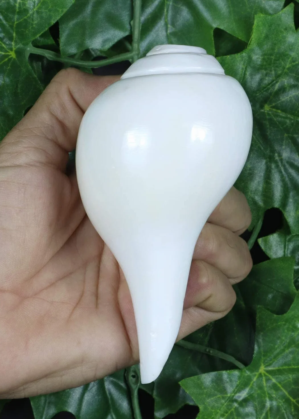 Véritable Shankh Vamavarti Dattatreya – Coquille de conque Rituel Puja – Shankhnaad 12,7-14,9 cm