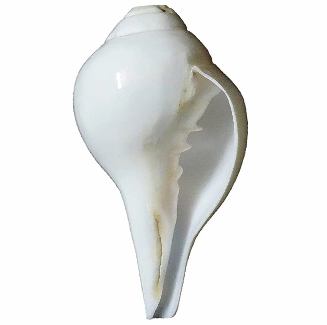 Coquillage Shankh blanc naturel 12,7 cm pour Pooja Feng Shui décoration intérieur