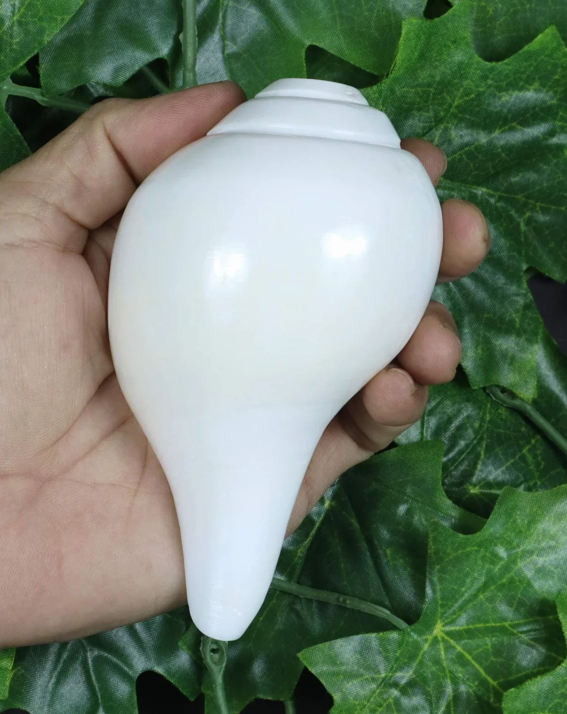 Véritable Shankh Vamavarti Dattatreya – Coquille de conque Rituel Puja – Shankhnaad 12,7-14,9 cm