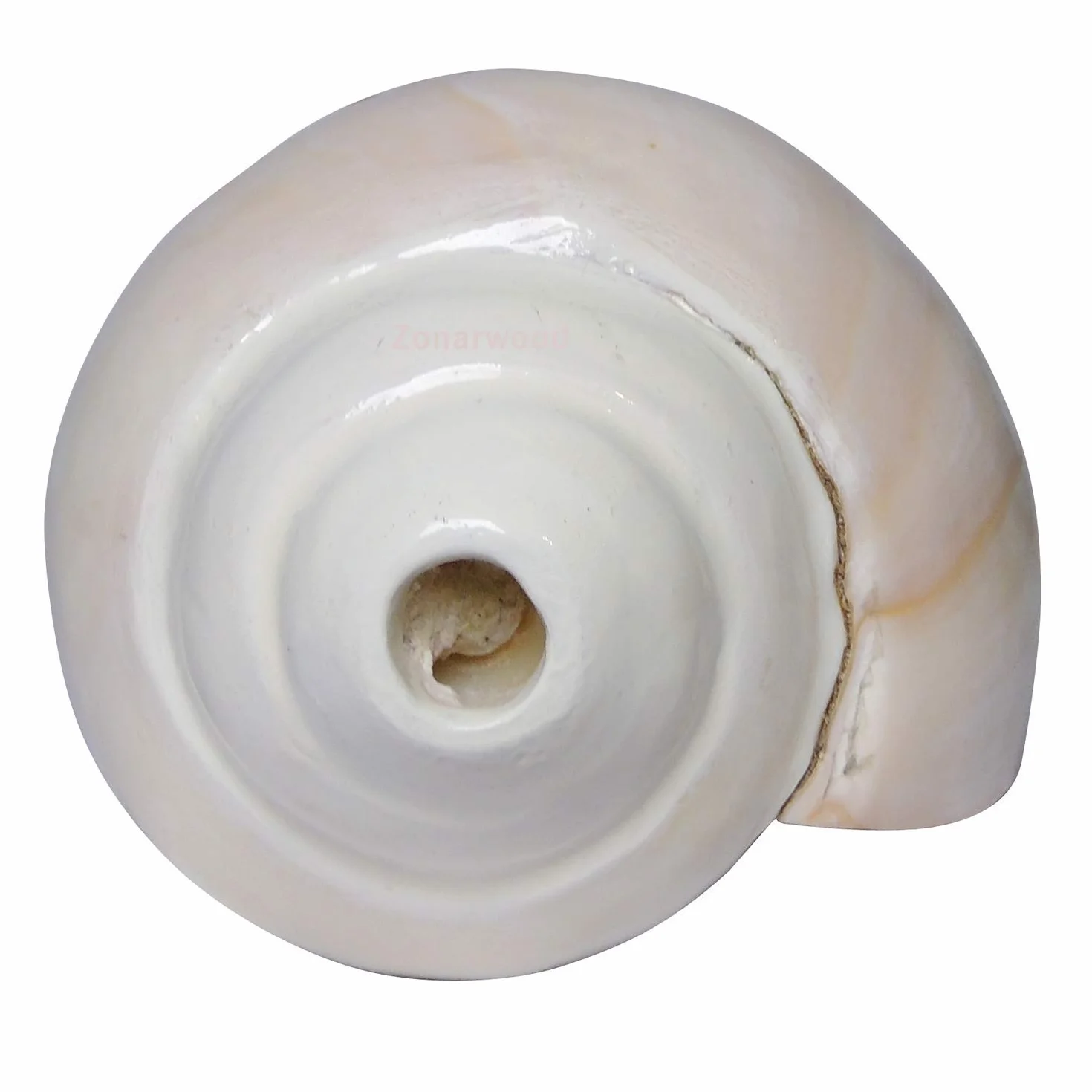 Shankh de soufflage VAMAVARTI BAJEWALA 6 pouces blanc Coquille de conque fort et grand