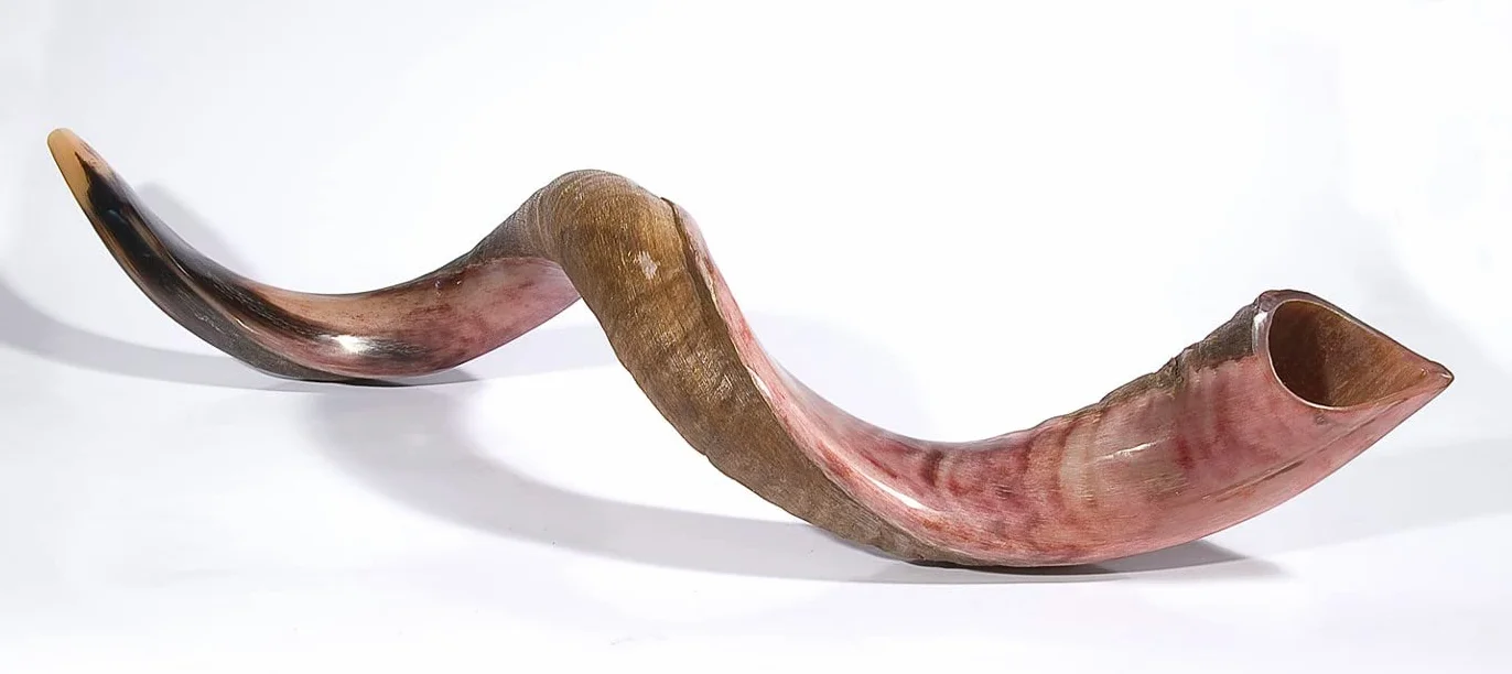 Kudu Naturel Corne 20-22 Shofar Moitié Polie Stérile Propre Perfect Sound