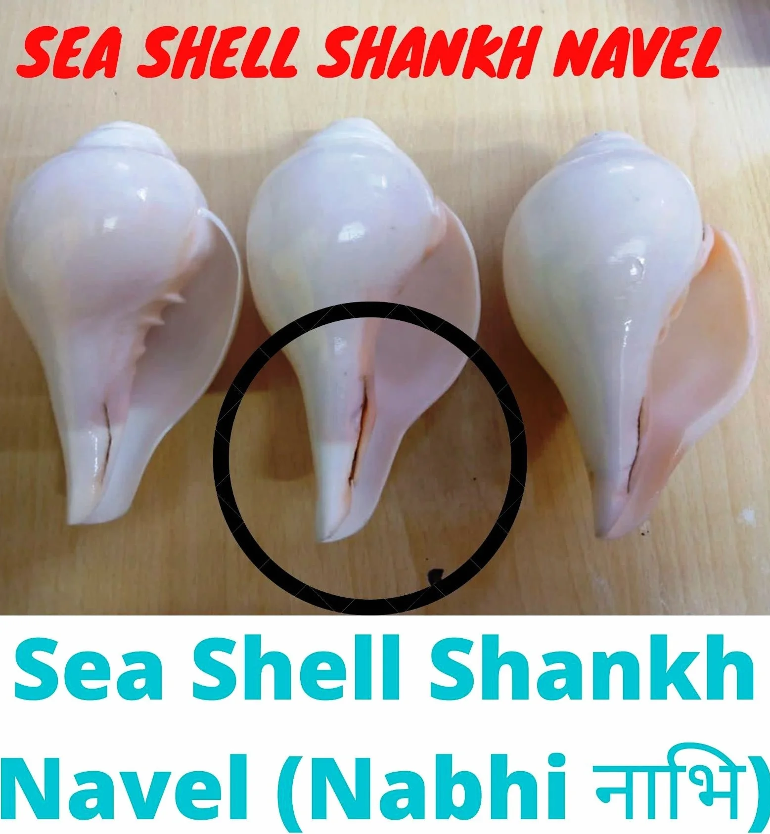Shankh de soufflage VAMAVARTI BAJEWALA 6 pouces blanc Coquille de conque fort et grand