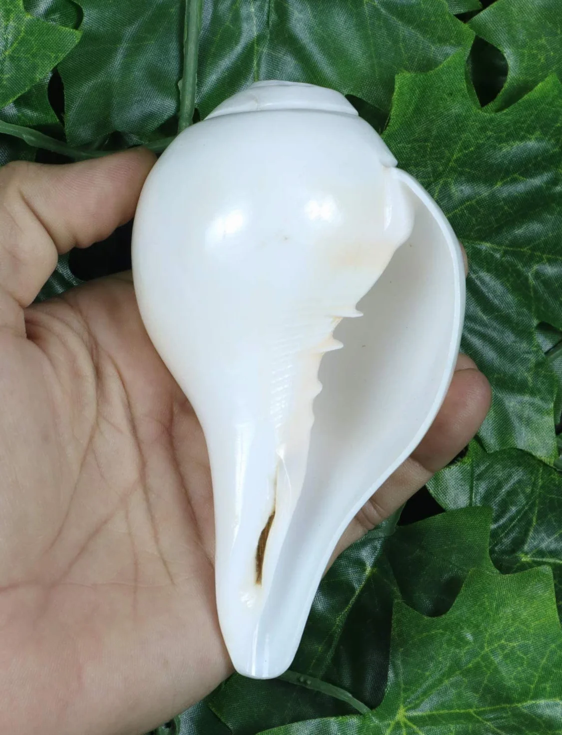 Véritable Shankh Vamavarti Dattatreya – Coquille de conque Rituel Puja – Shankhnaad 12,7-14,9 cm