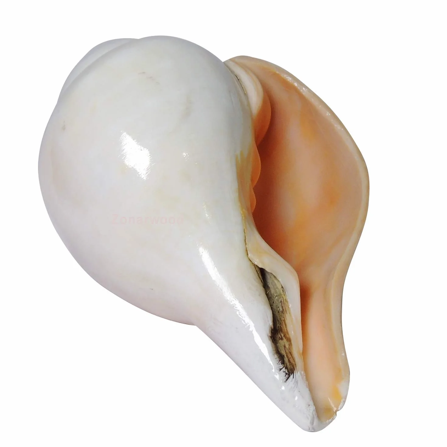 Shankh de soufflage VAMAVARTI BAJEWALA 6 pouces blanc Coquille de conque fort et grand