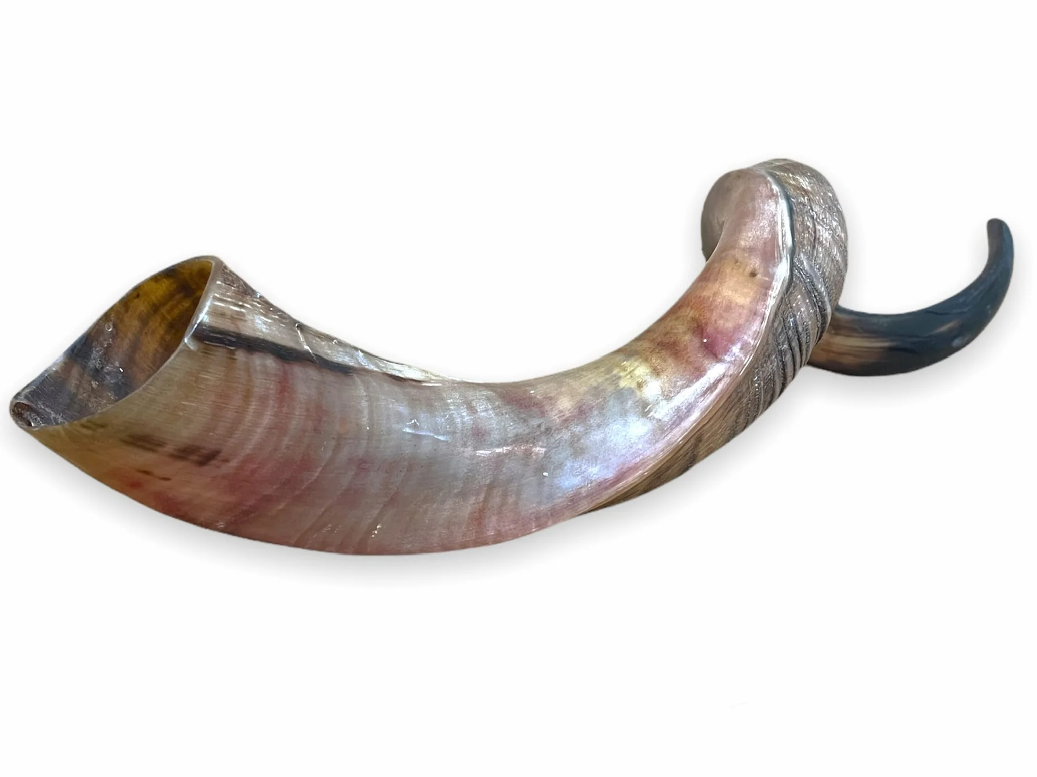 Kudu Naturel Corne 20-22 Shofar Moitié Polie Stérile Propre Perfect Sound