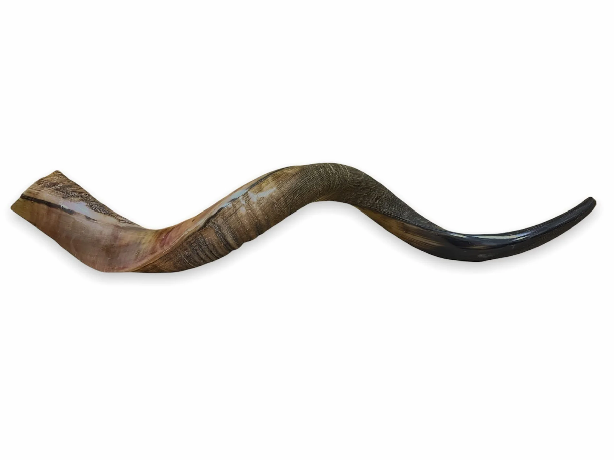 Kudu Naturel Corne 20-22 Shofar Moitié Polie Stérile Propre Perfect Sound
