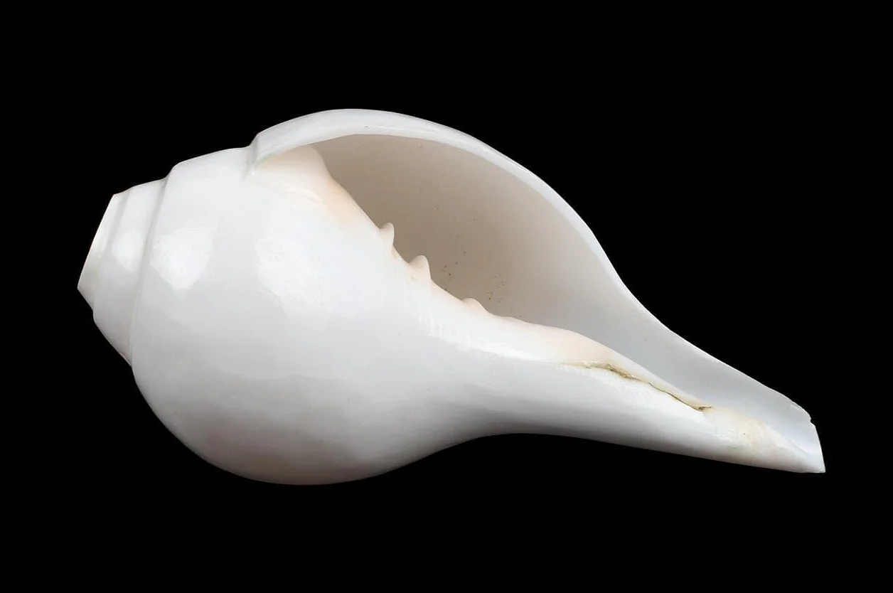 Coquillage Shankh blanc naturel 12,7 cm pour Pooja Feng Shui décoration intérieur