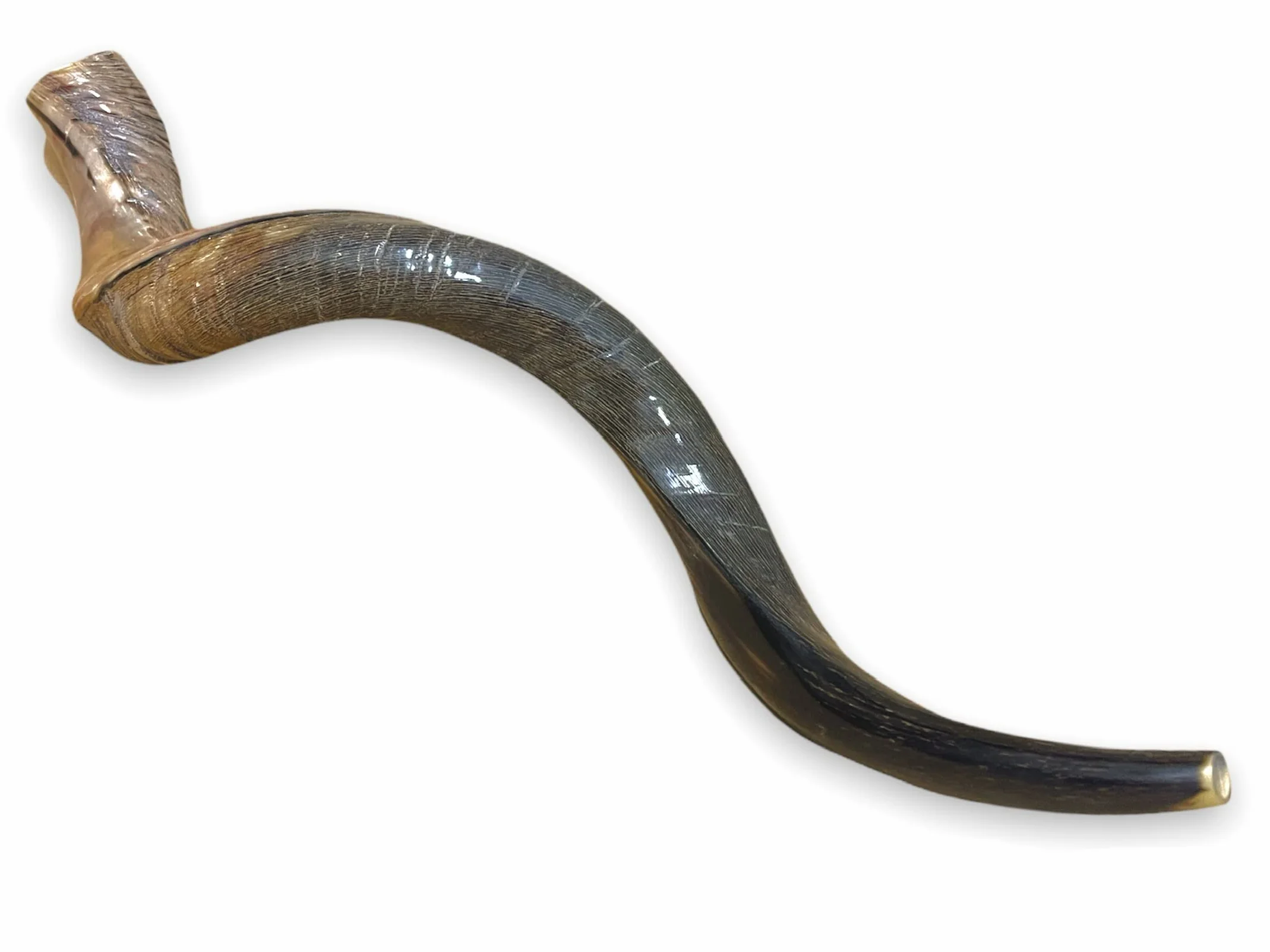 Kudu Naturel Corne 20-22 Shofar Moitié Polie Stérile Propre Perfect Sound