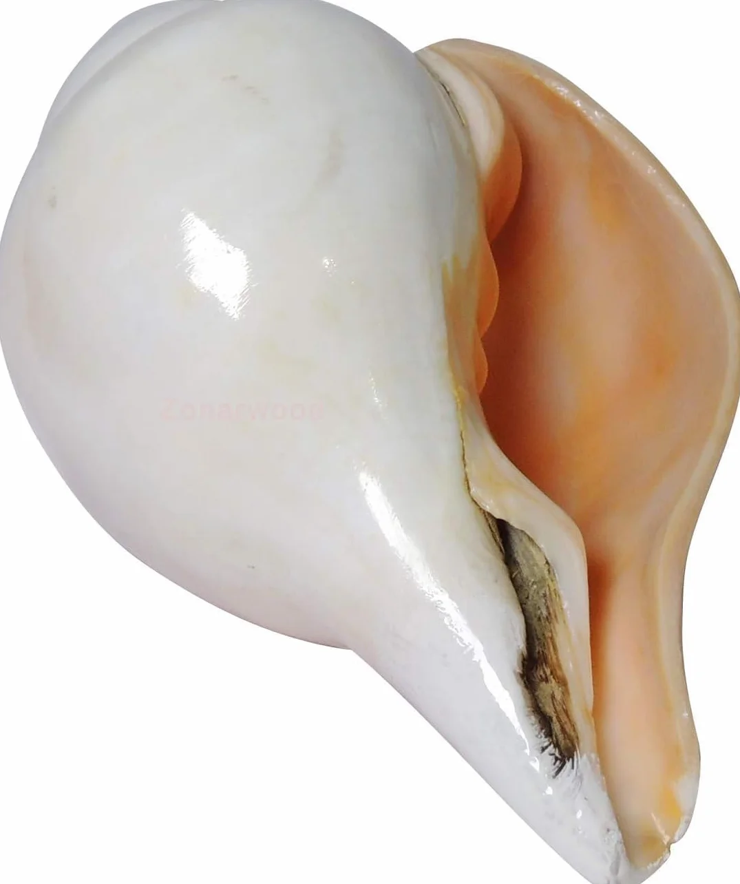 Coquilles de conque Shankh naturelles 12,7 cm pour prière Pooja