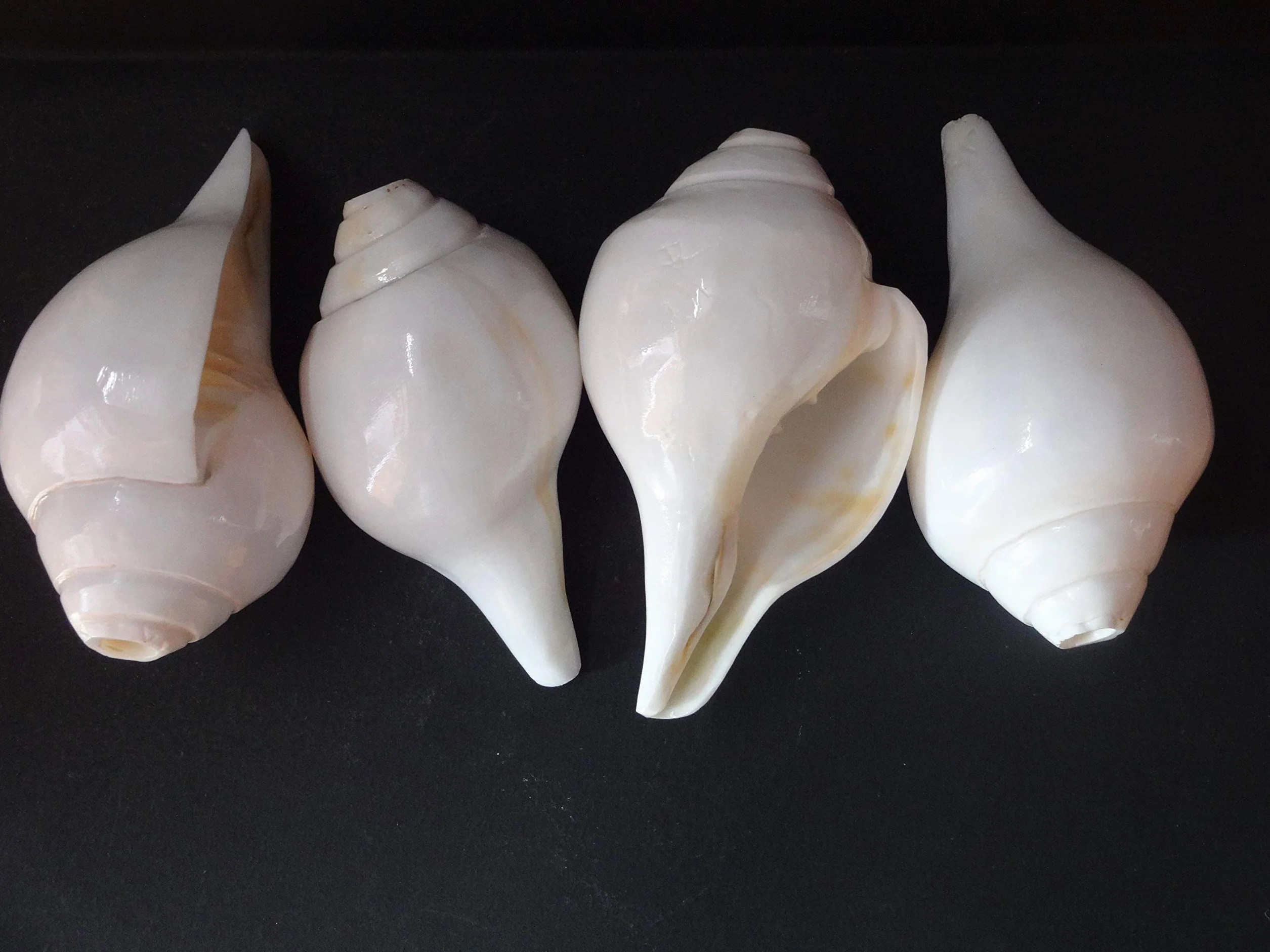 Shankh de soufflage VAMAVARTI BAJEWALA 6 pouces blanc Coquille de conque fort et grand