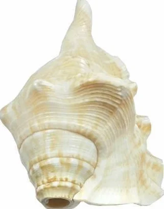 Shankh Lord Ganesh Conque Shell Blanc Jumbo 11 cm