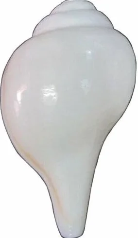 Conque Soufflante Religieuse 7,6 cm Temple Havan Pooja