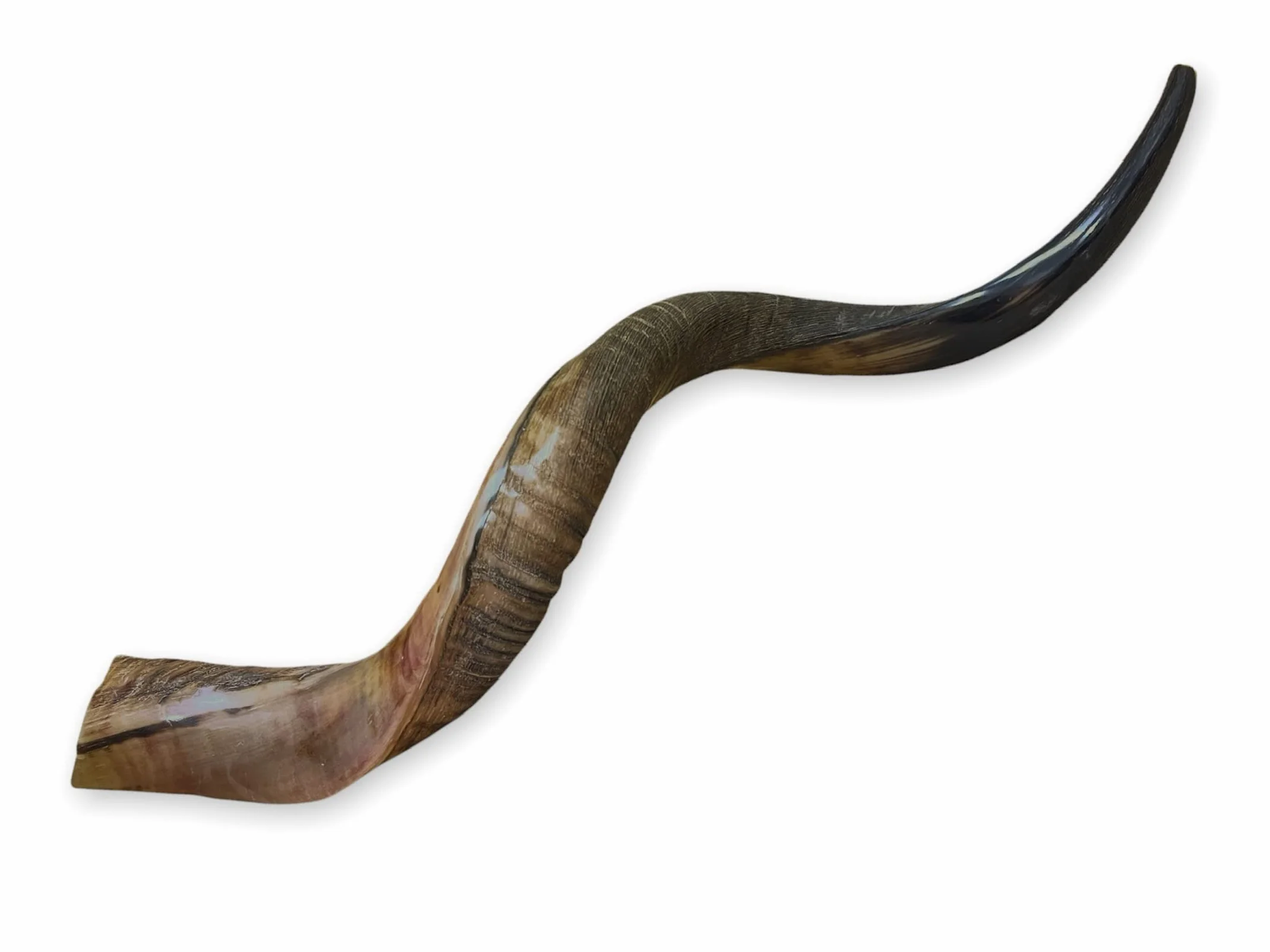 Kudu Naturel Corne 20-22 Shofar Moitié Polie Stérile Propre Perfect Sound