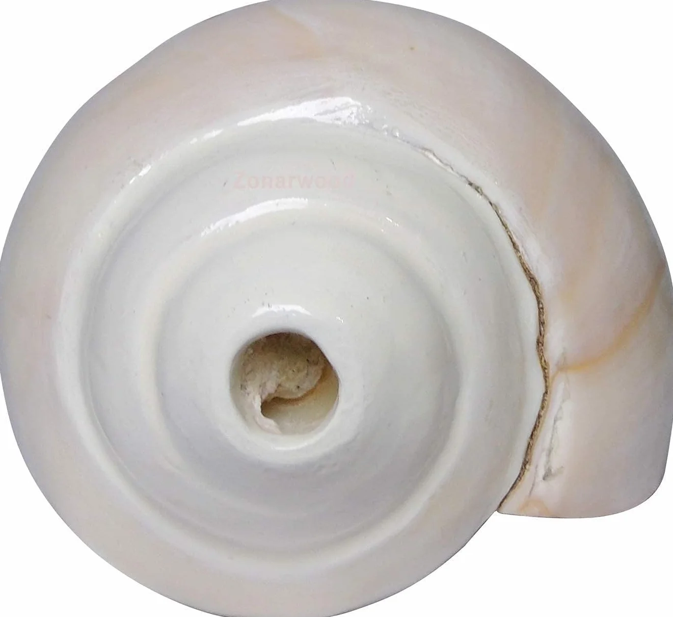 Coquilles de conque Shankh naturelles 12,7 cm pour prière Pooja