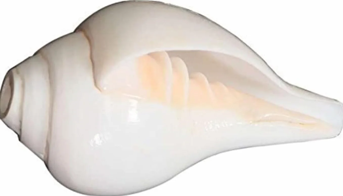 Coquilles de conque Shankh naturelles 12,7 cm pour prière Pooja