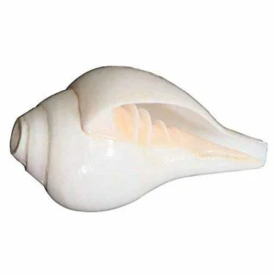Puja Soufflante Conque Shankh Religion hindou 20,3 cm