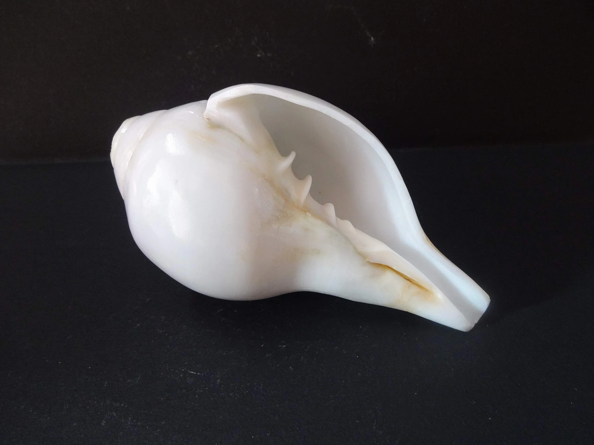 Shankh de soufflage VAMAVARTI BAJEWALA 6 pouces blanc Coquille de conque fort et grand
