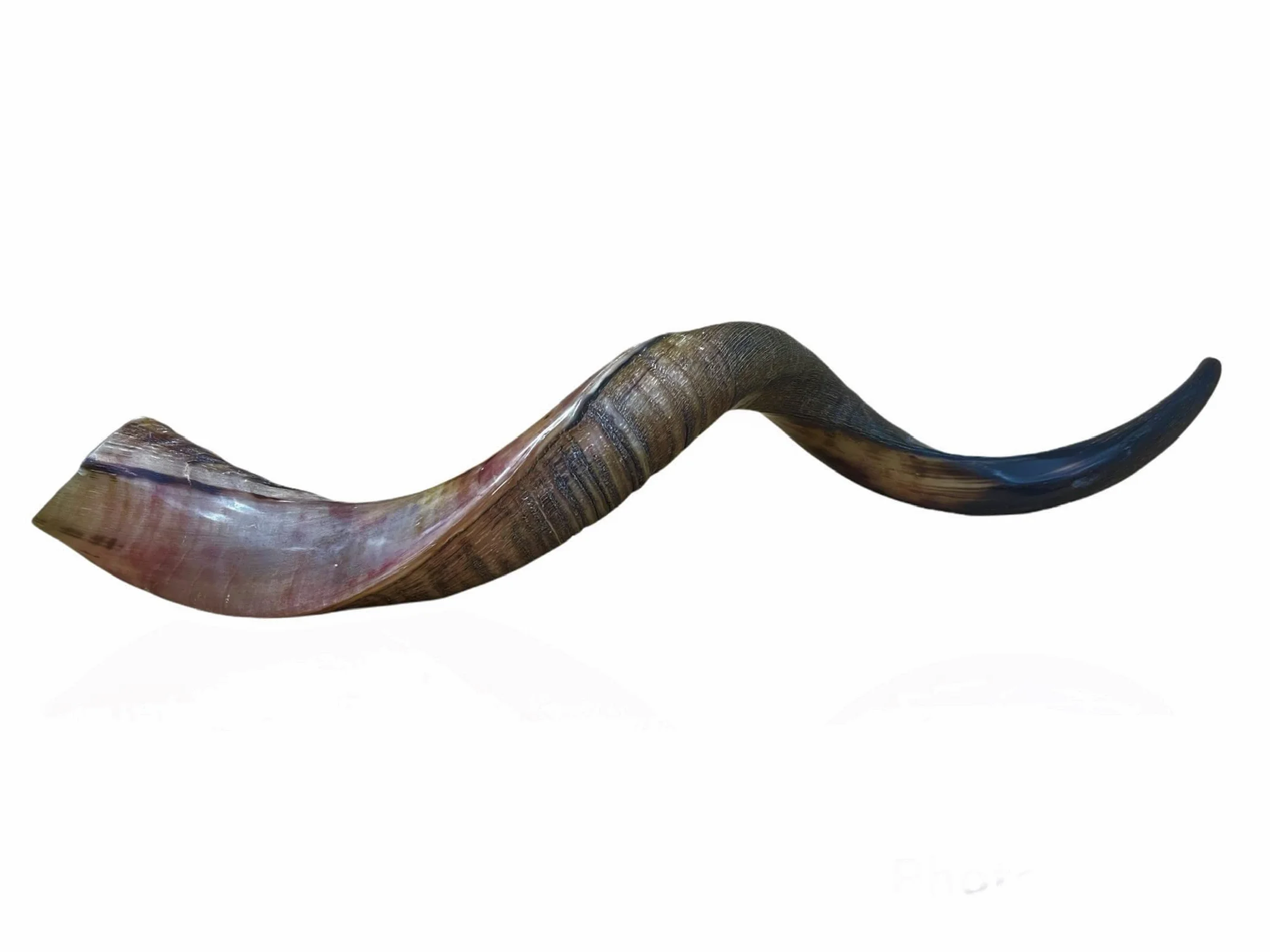 Kudu Naturel Corne 20-22 Shofar Moitié Polie Stérile Propre Perfect Sound