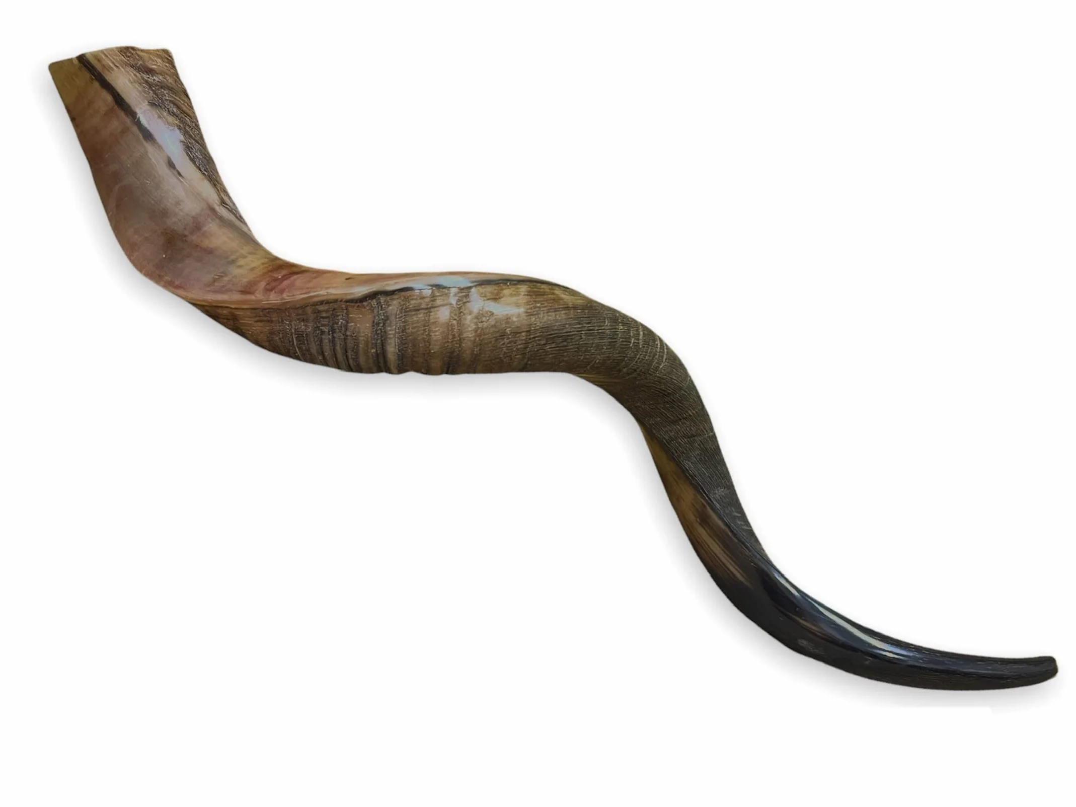 Kudu Naturel Corne 20-22 Shofar Moitié Polie Stérile Propre Perfect Sound
